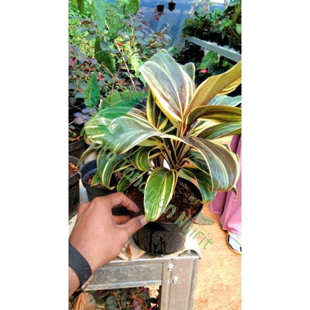 tanaman hanjuang andong varigata