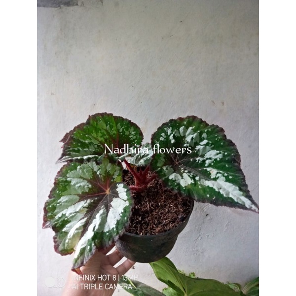 Begonia rex pelangi