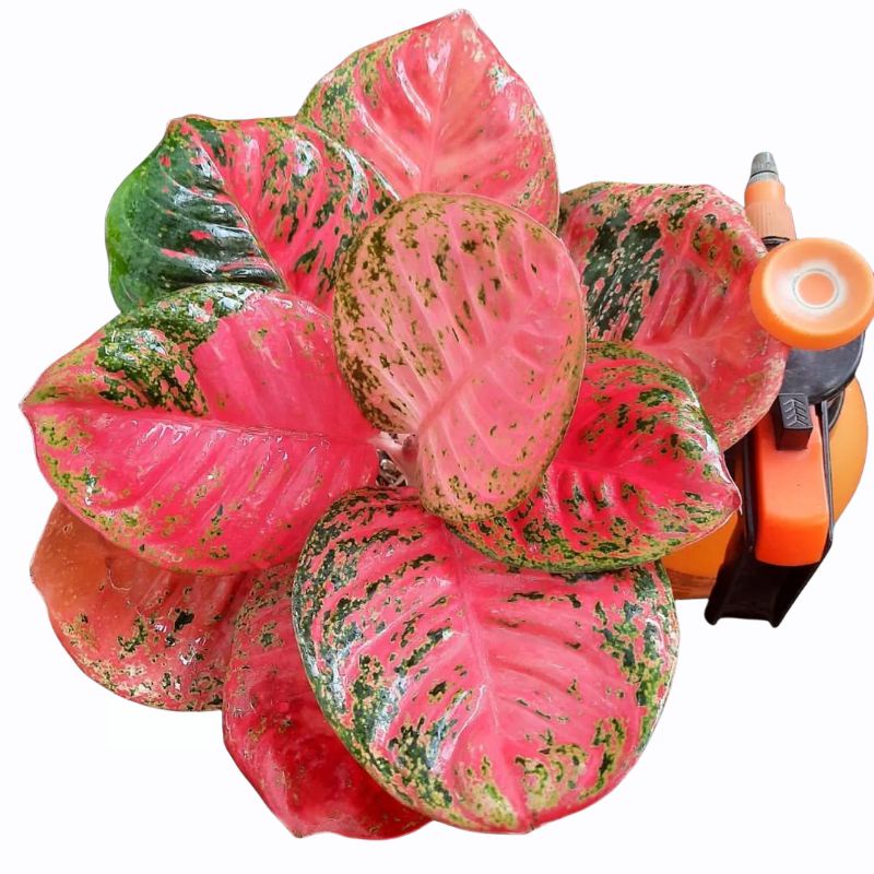 AGLONEMA WULANDARI HIAS CANTIK MURAH AGLAONEMA WULANDARI COD BAYAR DITEMPAT