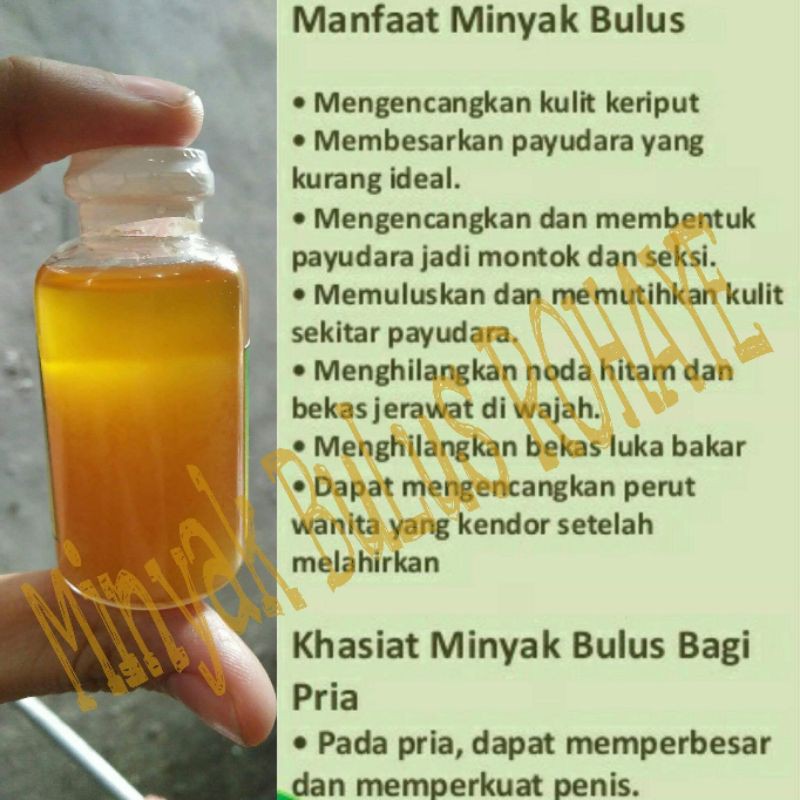 

minyak bulus ori 100 0