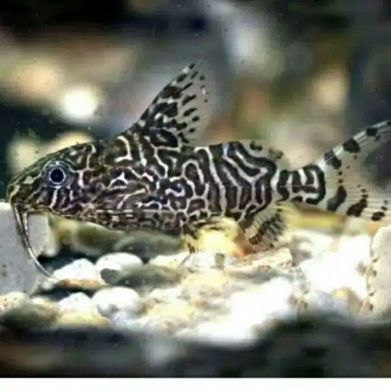 Jual Hiasan Aquarium Ikan Sapu Sapu Synodontis Pembersih Lumut Cantik