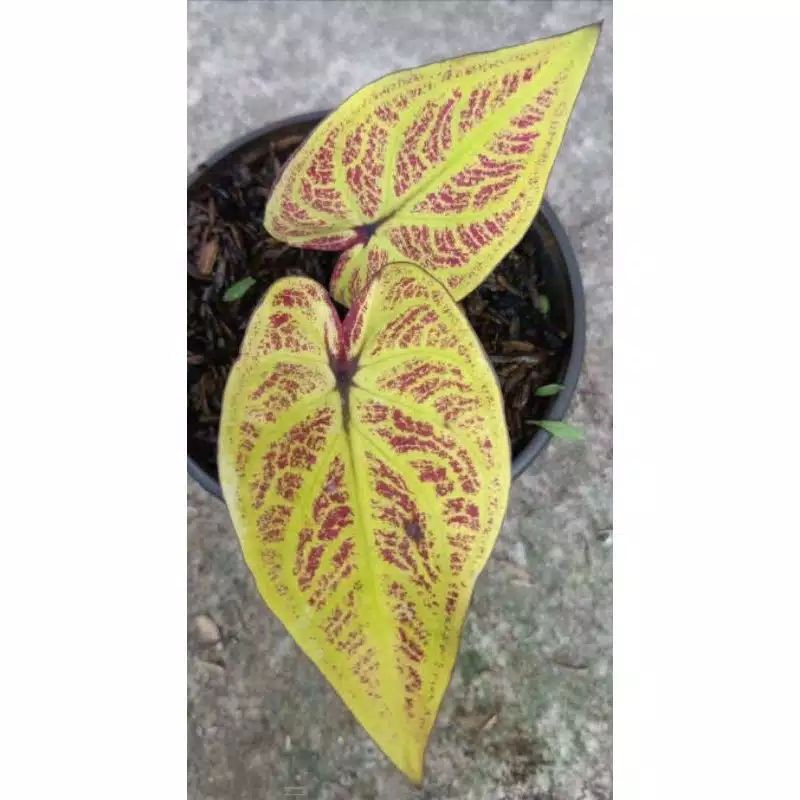 bonggol keladi hybrid thailand series