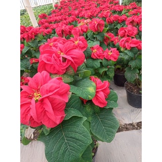 Tanaman Hias Kastuba Mawar