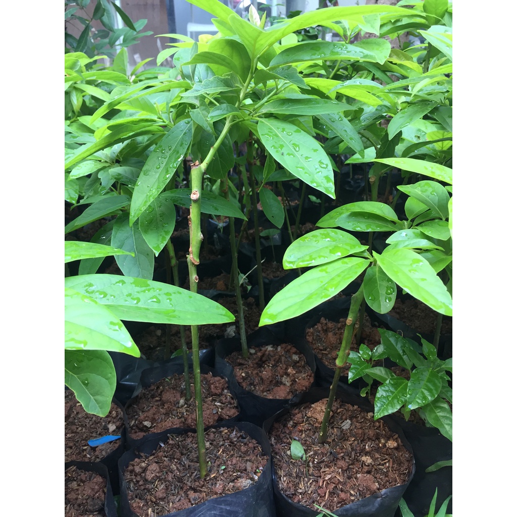 Bibit alpukat mentega miki