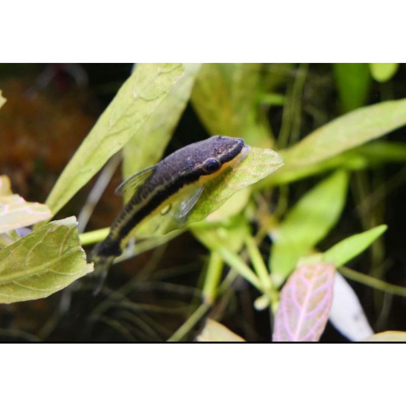 ottocinclus Afinis