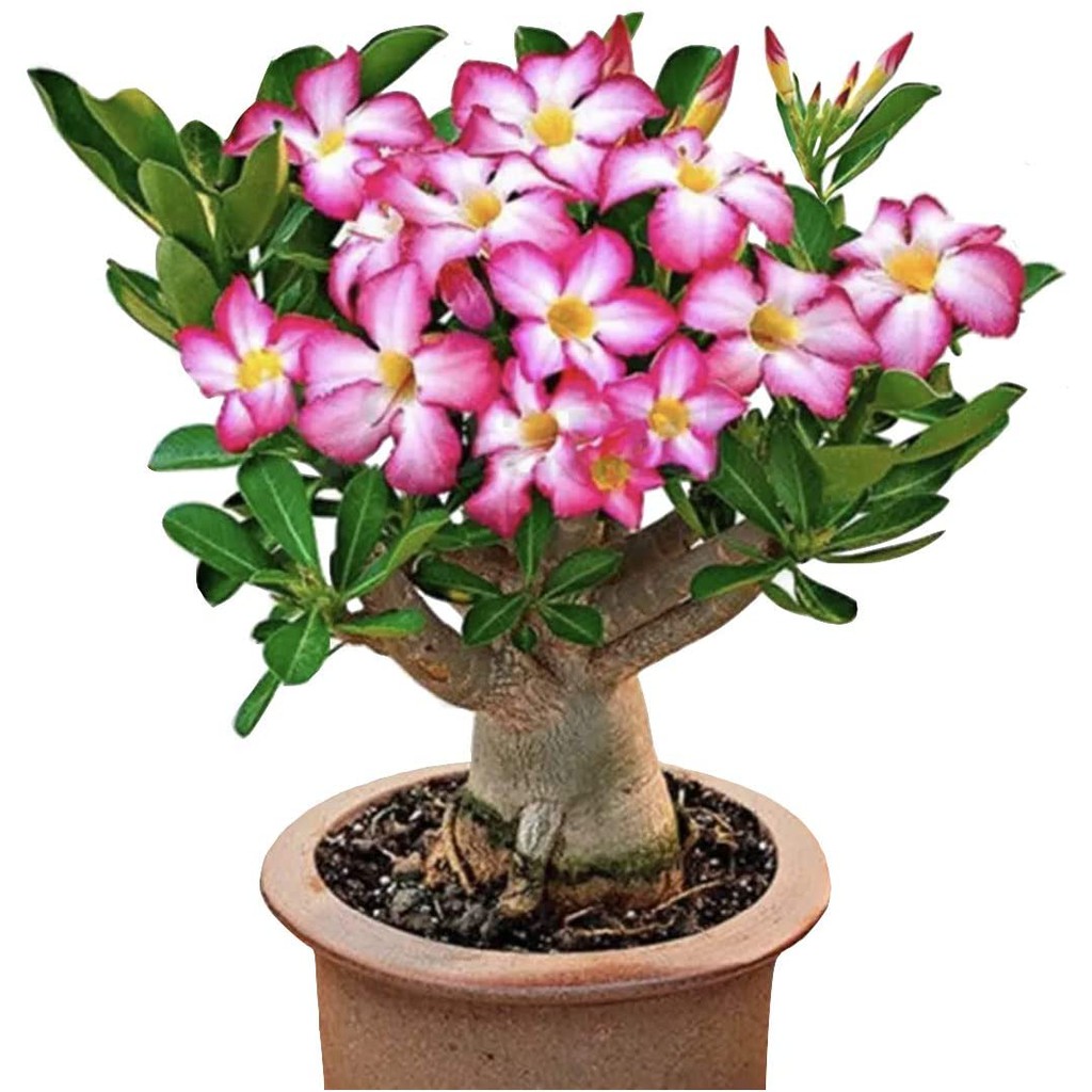 Benih Bunga Adenium Arabicum 10 Biji