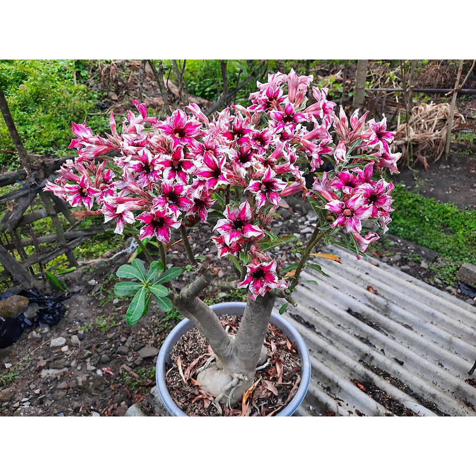 adenium grafting bunga tumpuk murah