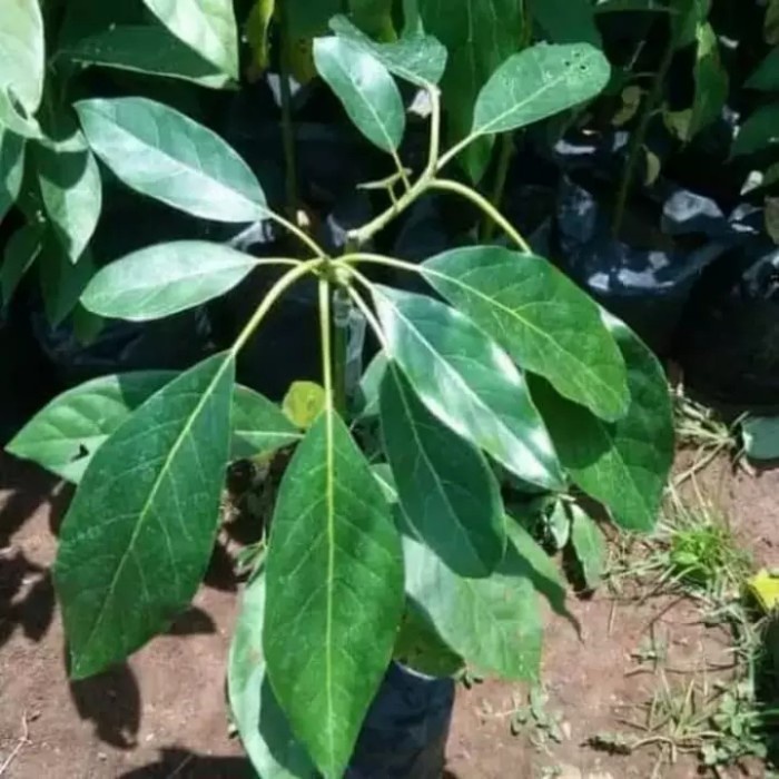 BIBIT ALPUKAT HASS AUSTRALIA