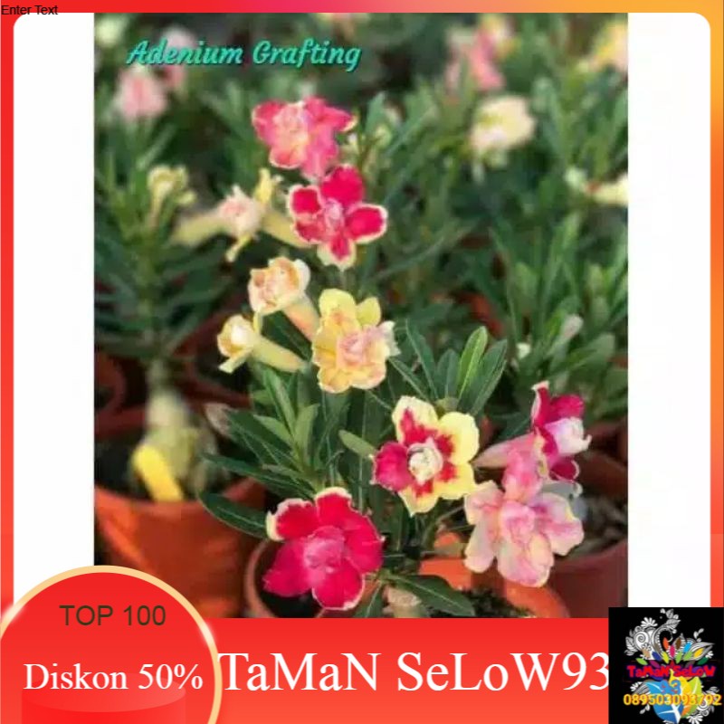pohon adenium bunga tumpuk bonggol besar