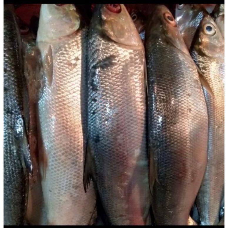 

ikan bandeng 500gram-1000gram