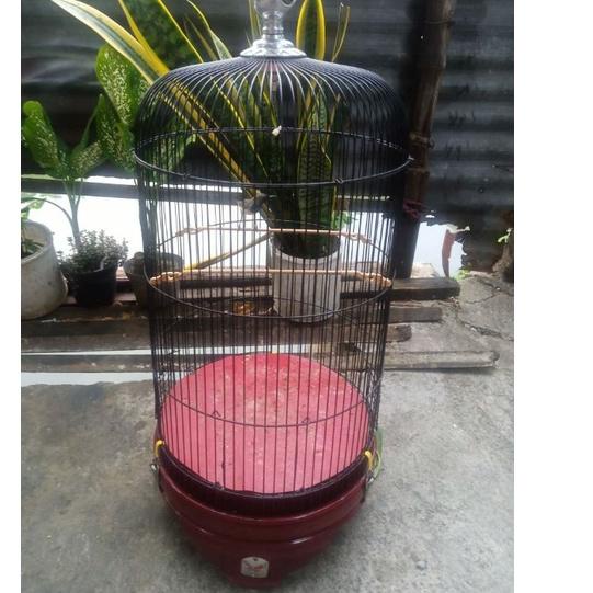 Terbaik.. tangkringan kolibri/konin sangkar LB