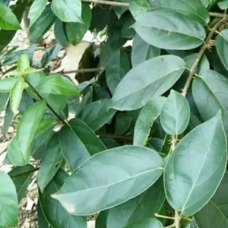 

Daun Cincau Jelly Segar 500gram