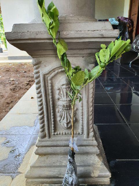 Bibit Jeruk Lemon California Berbunga