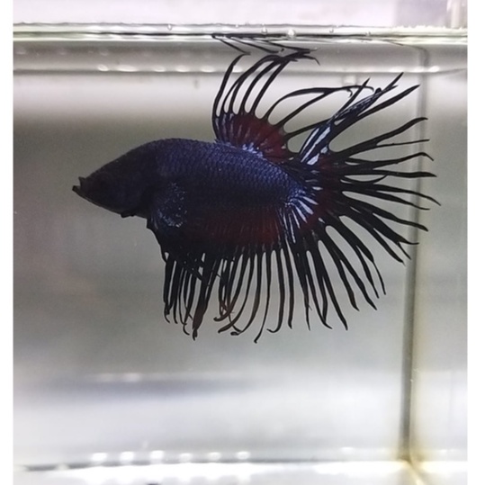 CUPANG SEPASANG CROWNTAIL/SERIT/CT BLACK ORCHID 100% REALPICT - SESUAI FOTO (KODE BA12)