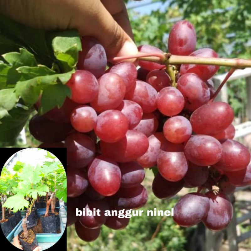 BIBIT ANGGUR IMPORT ( NINEL ) SUPER