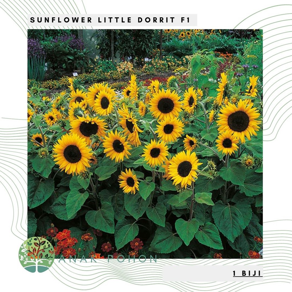 Benih Bibit Biji - Sunflower Little Dorrit F1 Bunga Matahari Helianthus annuus Flower Seeds - IMPORT