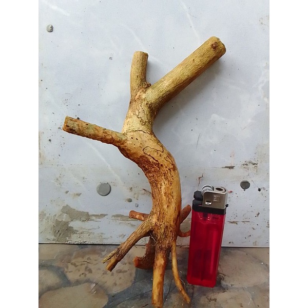 Bahan dangkelan bonsai lantana/trembelekan bunga orange berkarakter.