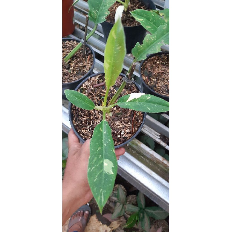 philodendron ring of fire varigata