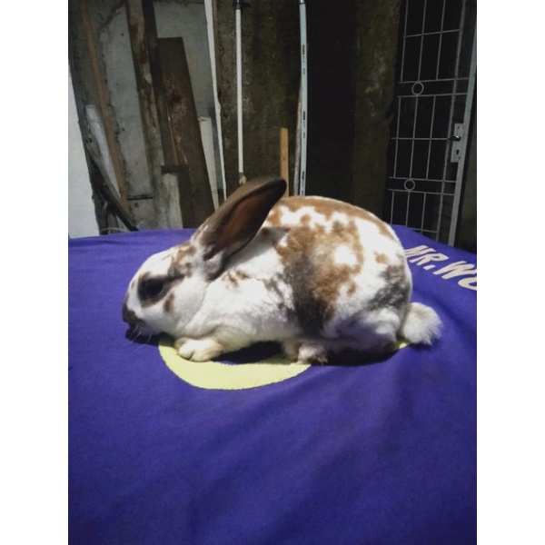 Kelinci Rex bulu karpet anakan betina (1).