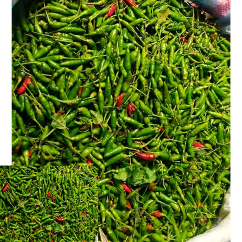 

cabai rawit 50 gr