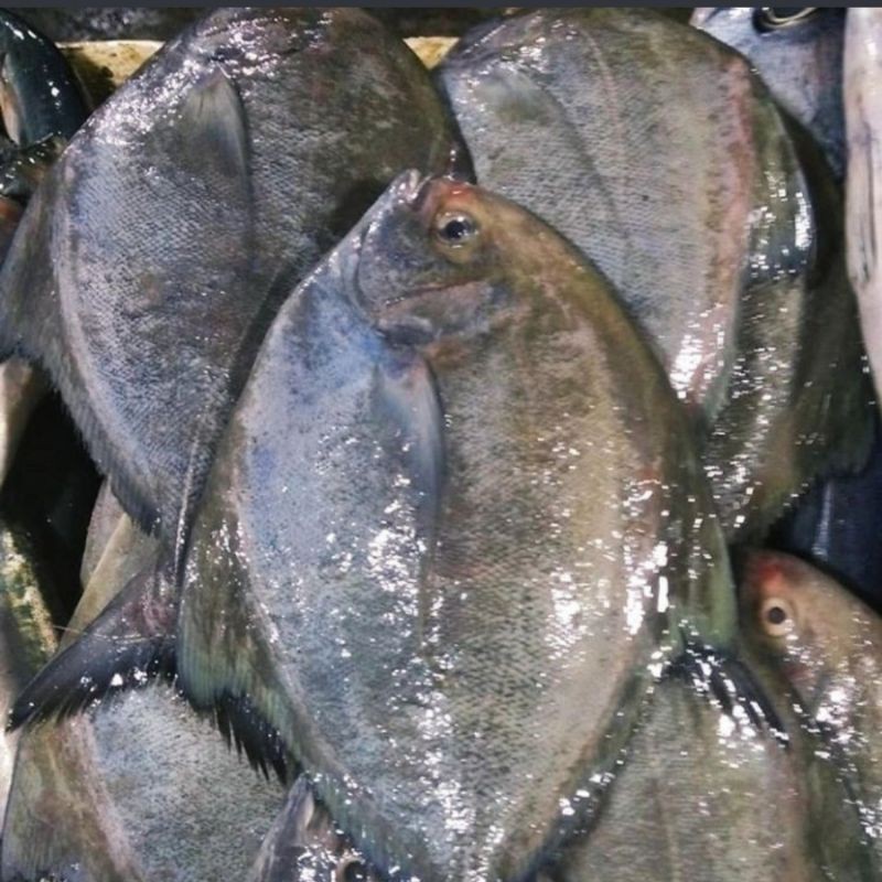 

iKan Bawal Hitam 1 Kg Fresh