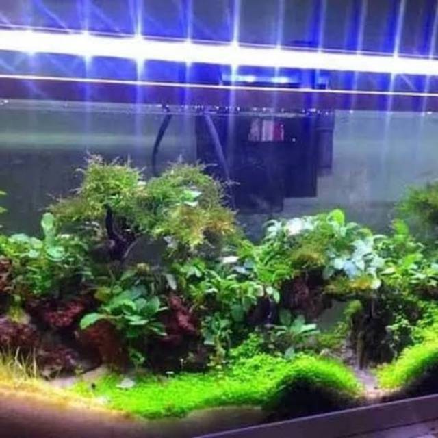 Led aquarium 30 cm white