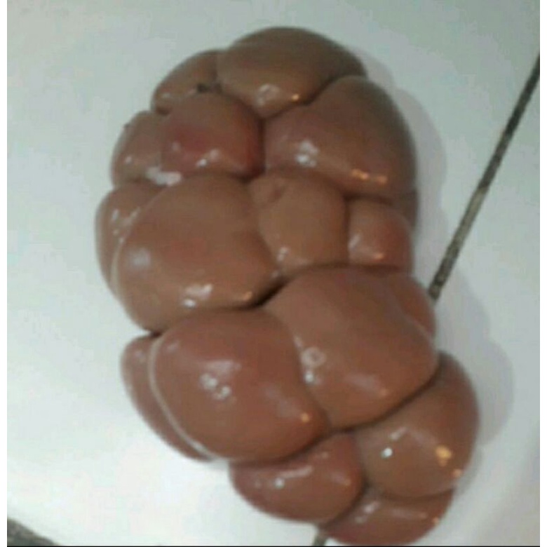 

ginjal sapi fresh