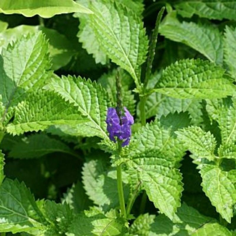 

Daun Herbal Pecut Kuda Segar 500gram