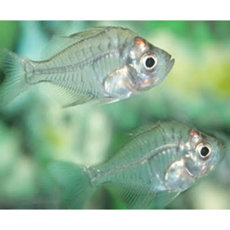 ikan aquascape kaca kaca Shopee Indonesia ikan aquascape kaca kaca Shopee Indonesia