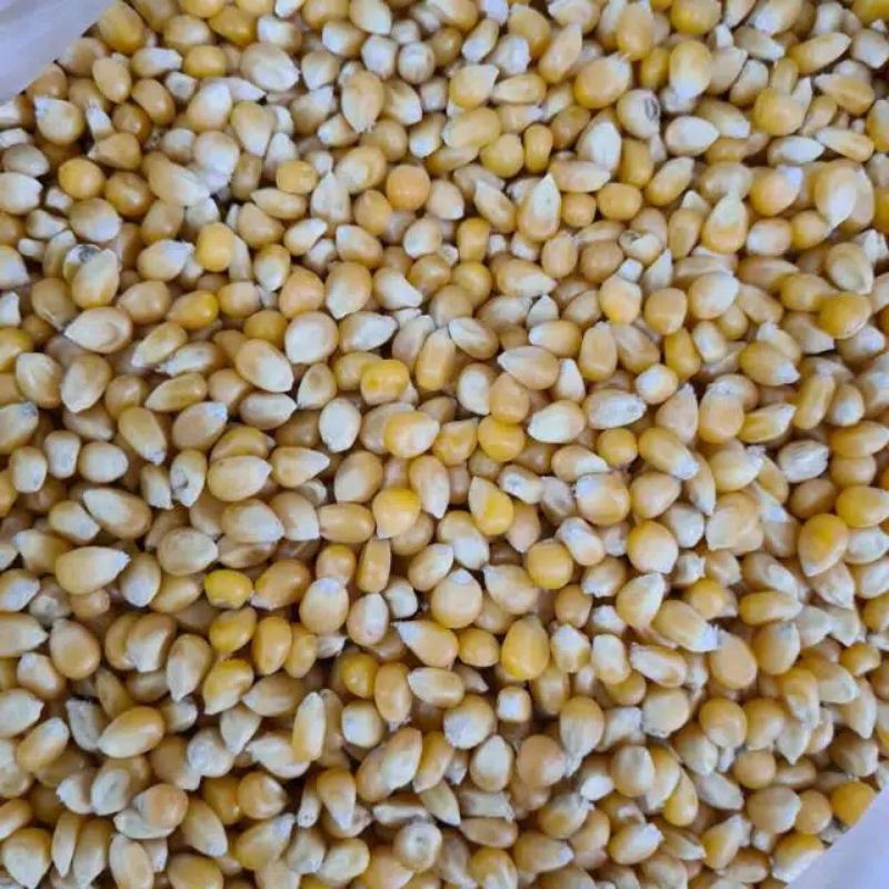 

jagung popcorn
