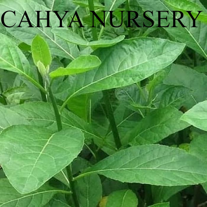 

Terlaris Terlaris daun afrika segar 1kg Ready stok