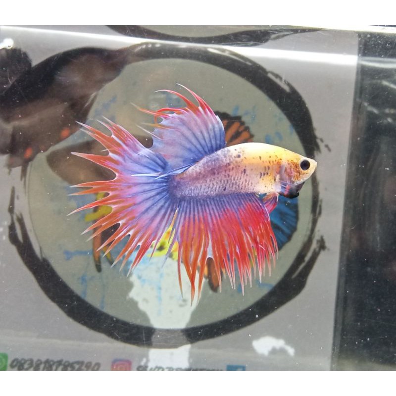 cupang crowntail maskot