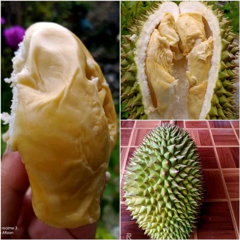 Bibit Durian Bangka Subur Jaya / Namlung - Cumasi / Super Tembaga / Bujang Kuning/ Kanton / Gembong