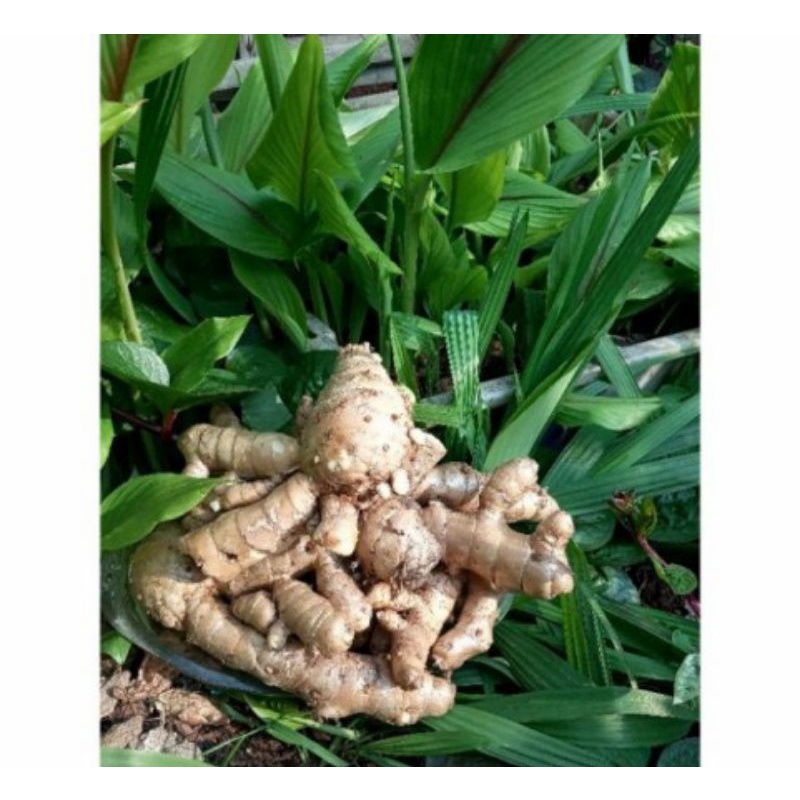 

Temu putih segar 1kg organik
