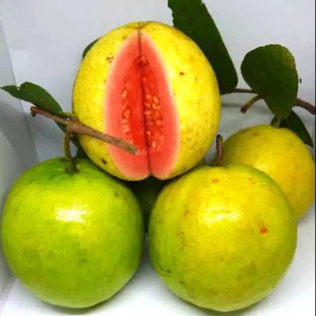 

Jambu biji merah 500gram
