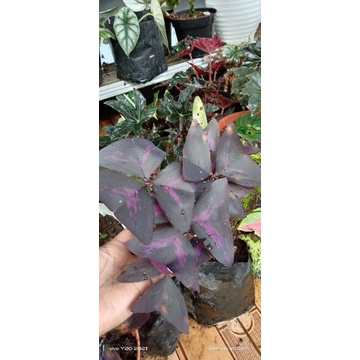 oxalis / kupu kupu ungu / rempi ungu