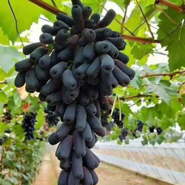 Anggur import mondrop.