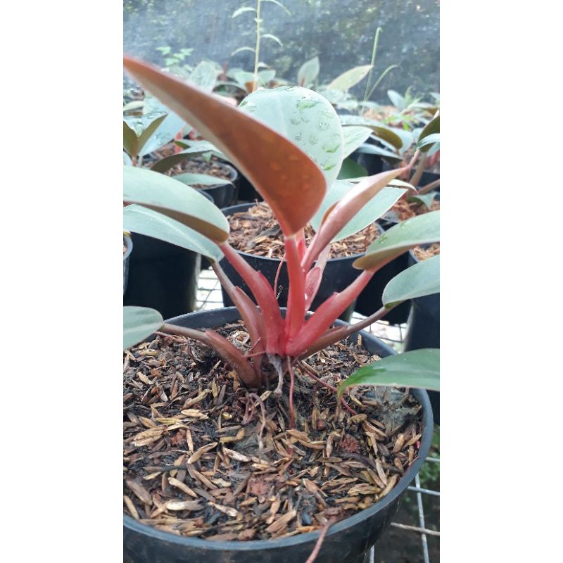 philo red congo