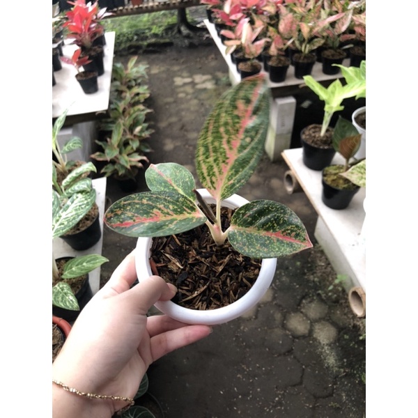 Aglaonema Ken Dedes