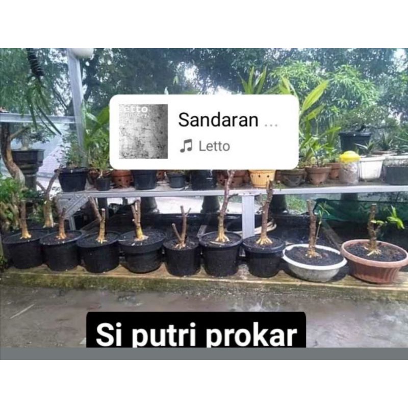 bonsai anting putri prokar mame