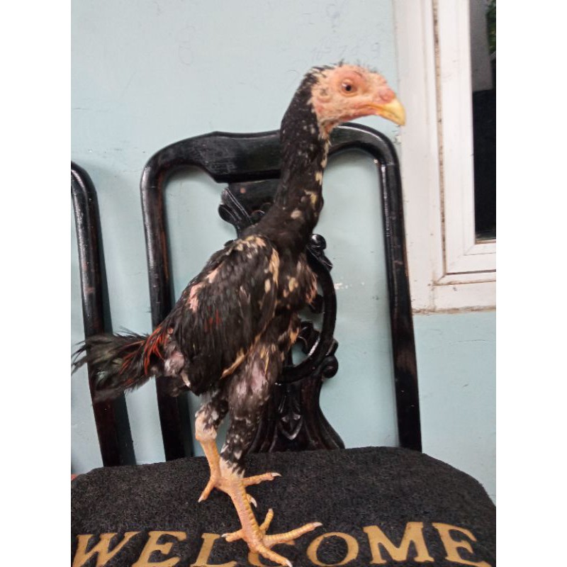 Anakan Bangkok Umur 3 bulanan