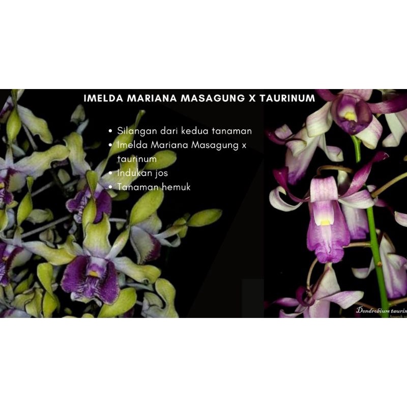 Imelda Mariana Masagung x taurinum