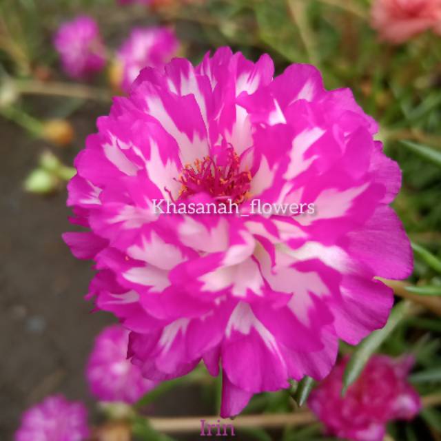 Bunga krokot Import id irin