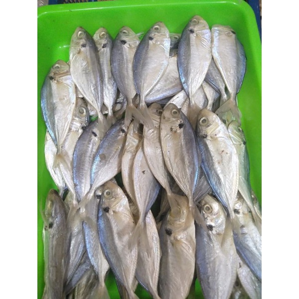 

ikan selar