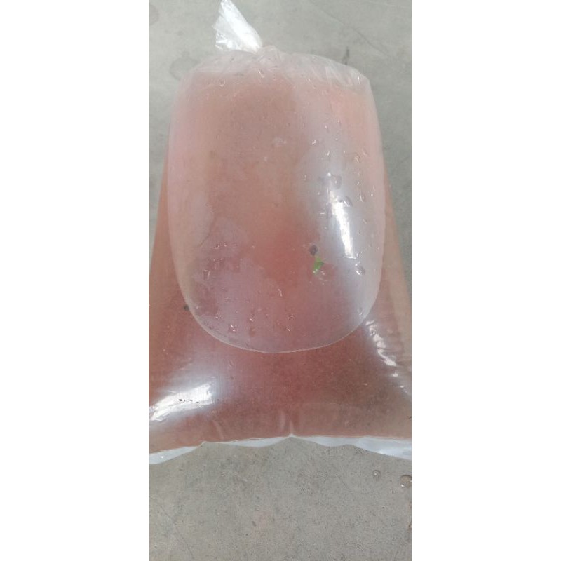 

kutuairsegardanbagus10k