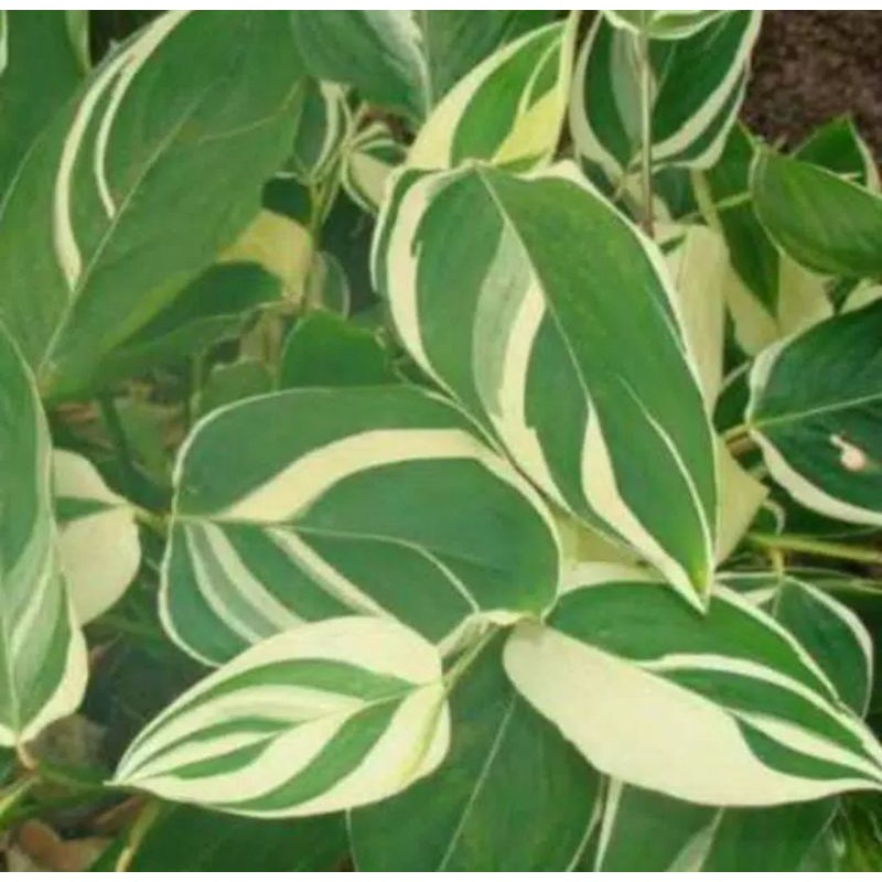 Maranta Arundinacea Variegata