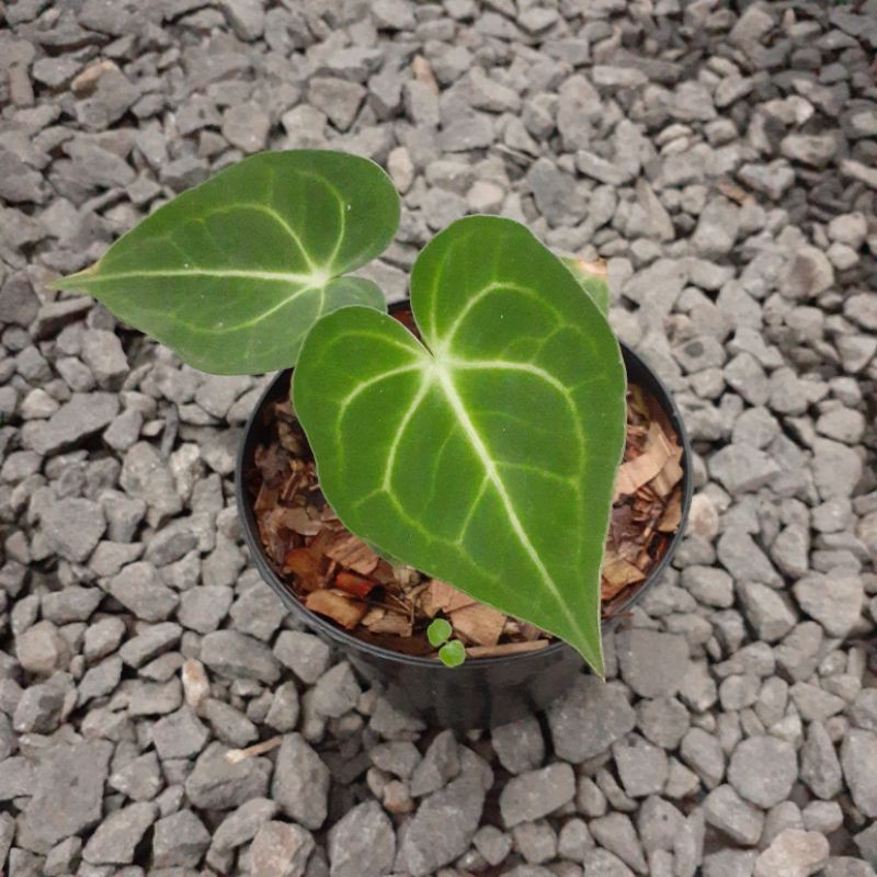 Tanaman Hias Anthurium Clarinervium King / Kuping Gajah Tarantula / not Dorayaki / Philodendron