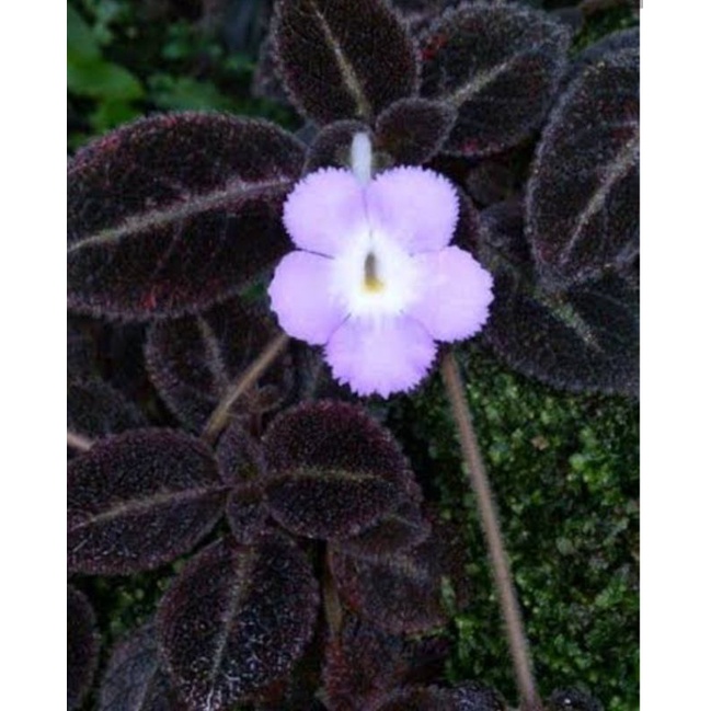 Episcia Chocolate Velvet (bunga ungu)
