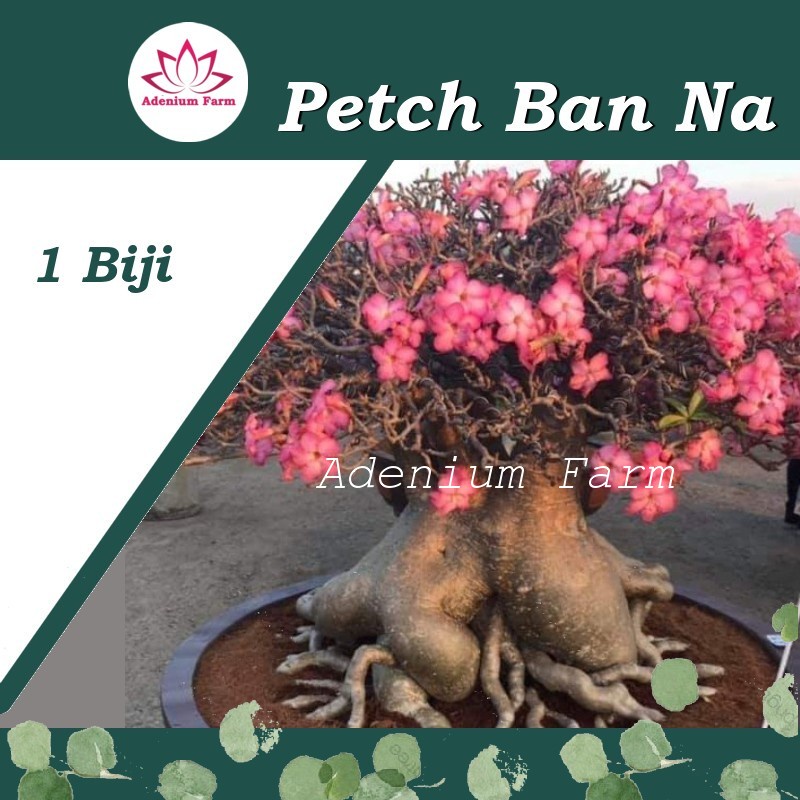 Biji Bibit Adenium PETH BAN NA PBN Bunga Hias Berkualitas Import