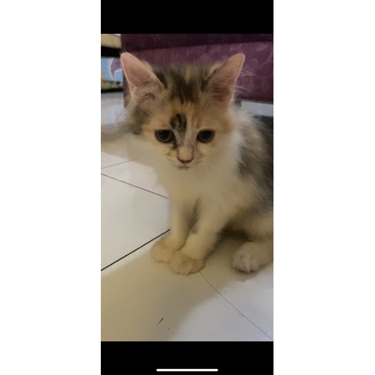 Kucing Persia Kitten 3 bulan (belang 3)